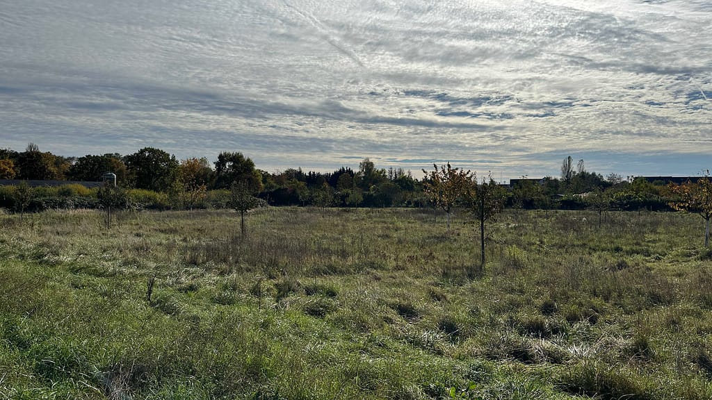 a field of grass and trees
