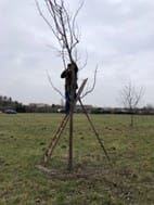 a person standing in a tree