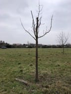 a tree in a field